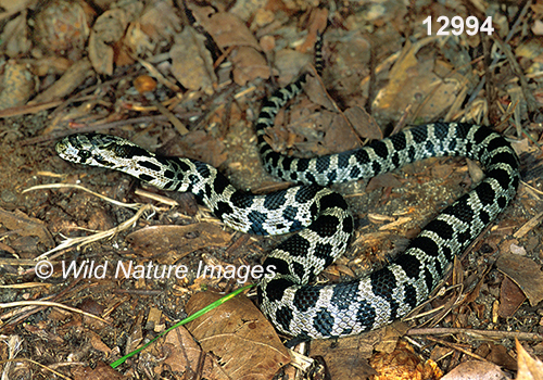 Fox Snake (Elaphe vulpina)